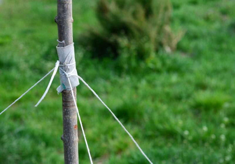 Tree Stabilization