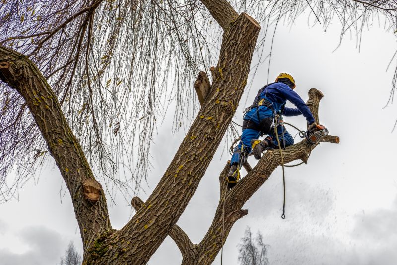 Tree Stabilization