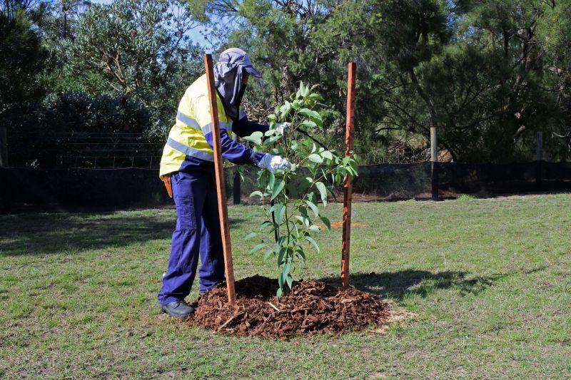 Tree Support Installation