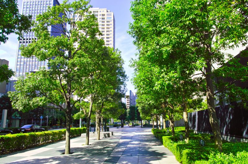 Stabilized Trees in Urban Settings