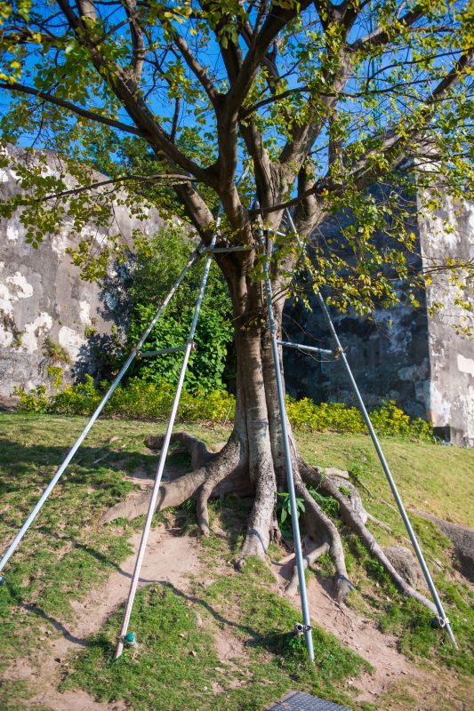 Tree Support Systems