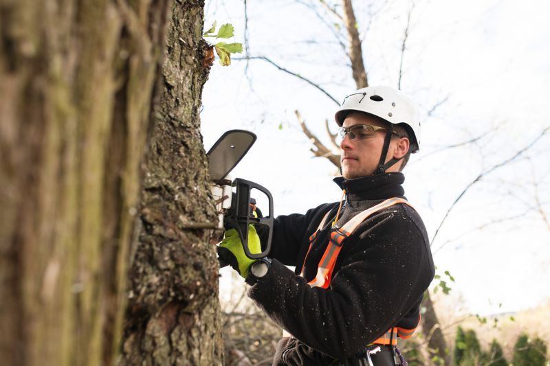 Safety Gear for Tree Stabilization